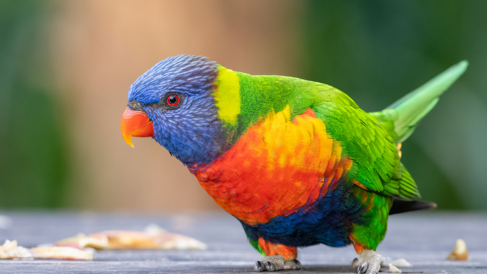 Pop Art Posterize input